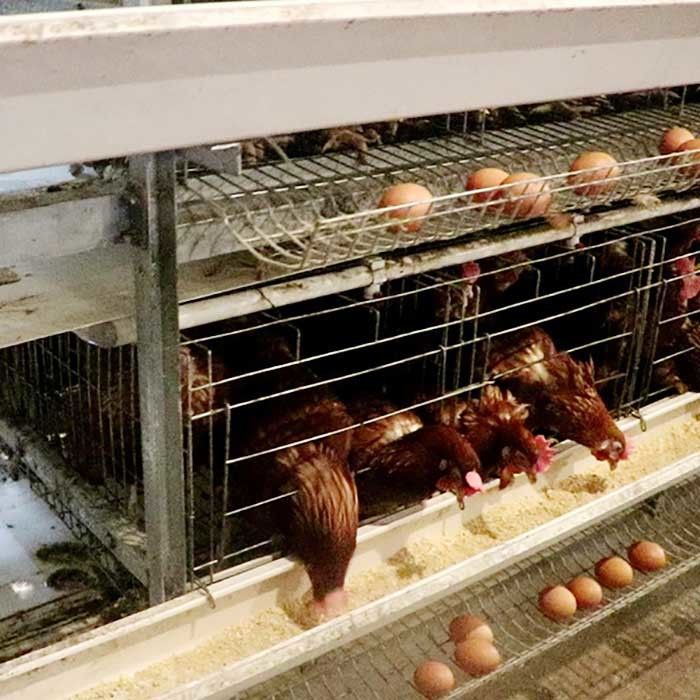Stark eine Art Schicht-Hühnerkäfig für den Landei-Verkauf des großen Umfangs einfach zu säubern