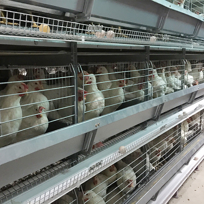Saudi-Arabien H Art automatische Geflügelzucht-Ausrüstung des Batterie-Hühnerkäfig-System-Indonesien