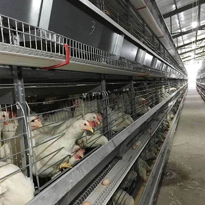 Saudi-Arabien H Art automatische Geflügelzucht-Ausrüstung des Batterie-Hühnerkäfig-System-Indonesien