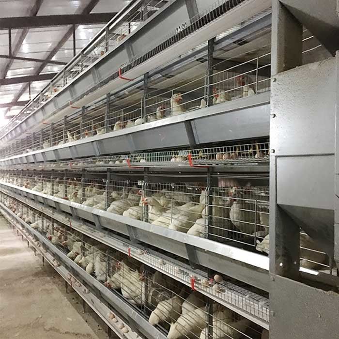 Laufende Zufuhr-Batterie für Geflügel, kundenspezifische Höhen-moderne Hühnerkäfige