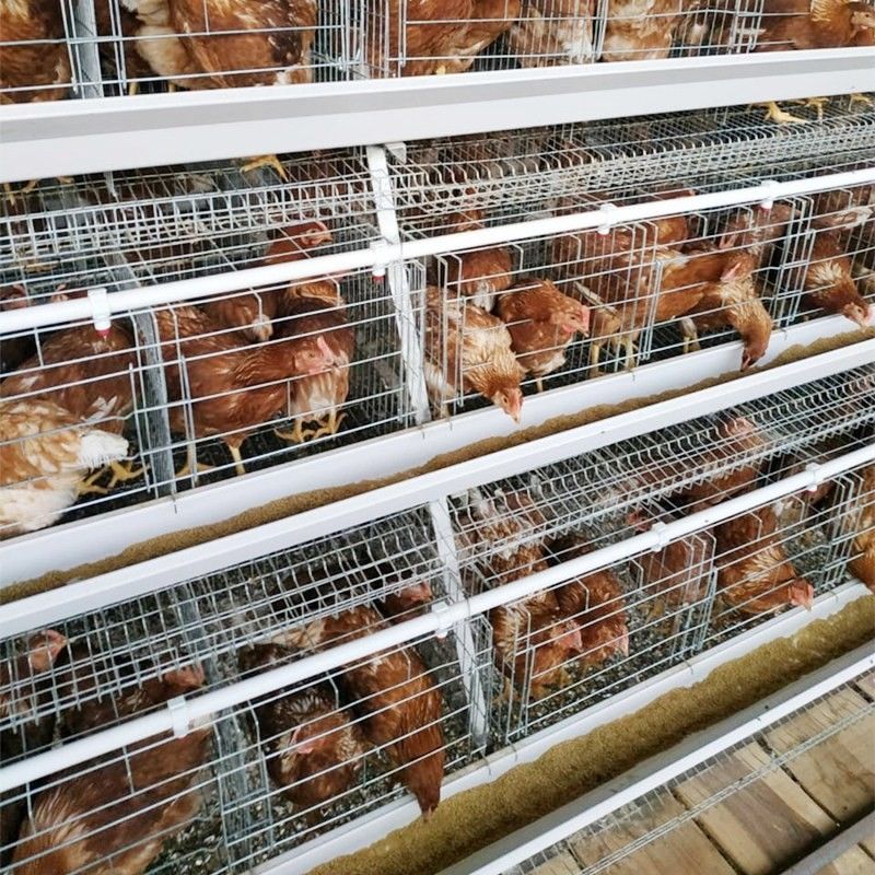 3/4 Reihe A Art Hühnerkäfig-Hühnerei-Schicht-Käfig für Geflügelfarmen