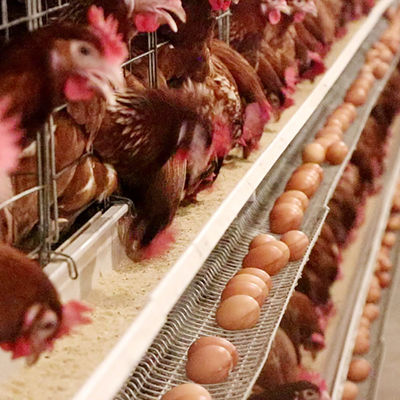 Große Kapazitäts-Bauernhof-Schicht-Hühnerkäfig-Batterieleistung heißes eingetauchtes Gavalnized-Material