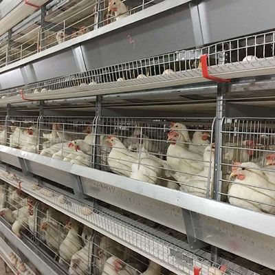 Bauernhof, der Schicht-Hühnerkäfig-hohe Leistungsfähigkeits-Arbeitseinsparung mit Beleuchtung anhebt