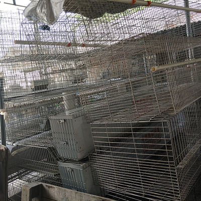 2 Tiers 24 Cells Farm Rabbit Cage Auto Güllereinigungsfütterung