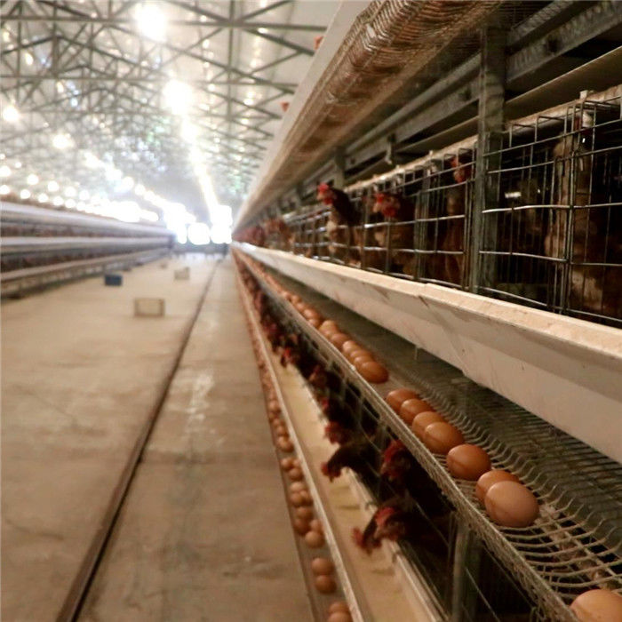 3 Vögel der Reihen-96/stellten Schicht-Hühnerkäfig mit Fütterungs-und Eiersammeln-System ein
