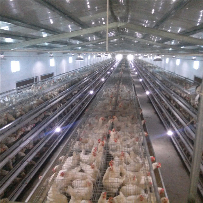 Automatischer Hühnerschicht-Käfig 4 Rahmen-Ei 5 Reihen-HDG H