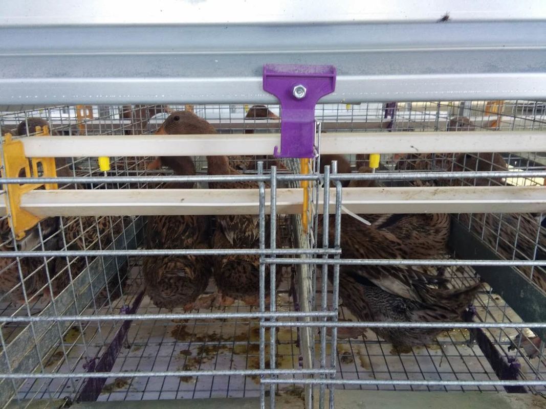 Heißes eingetauchtes galvanisiertes Geflügel Duck Cage/Antirost-Geflügel-Käfig für Ei-Enten