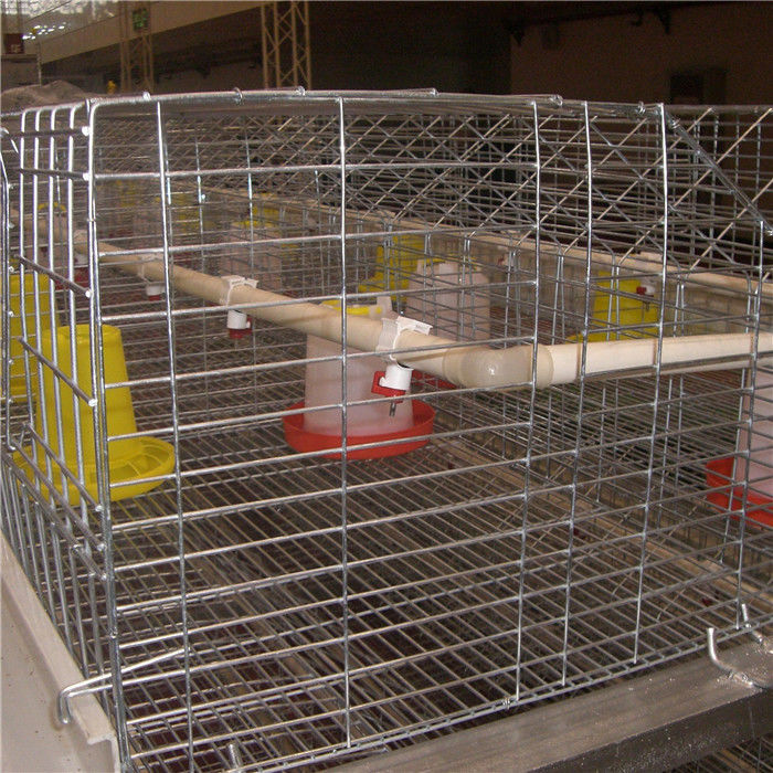 Baby Chick Cage des Stahldraht-Q235 264 Vögel, die System-trinkendes System einziehen