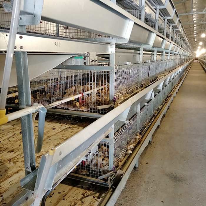 Automatischer Käfig für Küken, 264 Vogel-Kapazitäts-Schicht-Geflügelfarm-Käfig