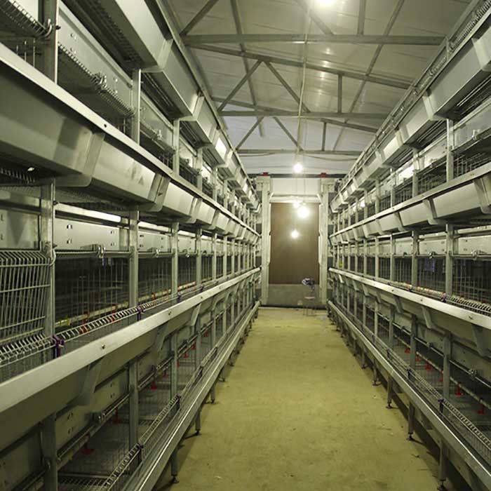 Automatischer Käfig für Küken, 264 Vogel-Kapazitäts-Schicht-Geflügelfarm-Käfig