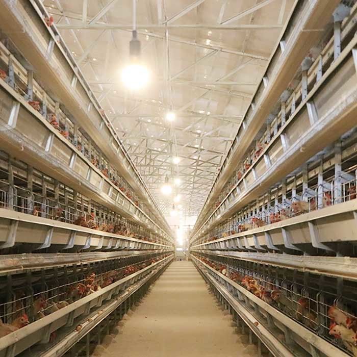 Automatische legende Geflügelfarm-Ausrüstungen, die H Vögel 4Tiers 192 schreiben, überlagern Batterie-Hühnerkäfig für Afrika-Märkte