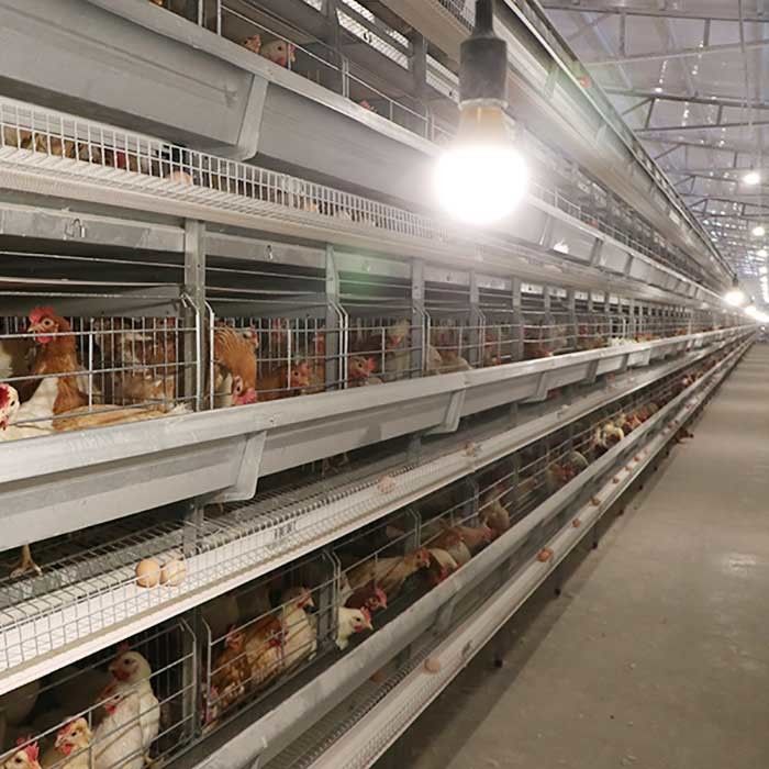 Automatische legende Geflügelfarm-Ausrüstungen, die H Vögel 4Tiers 192 schreiben, überlagern Batterie-Hühnerkäfig für Afrika-Märkte