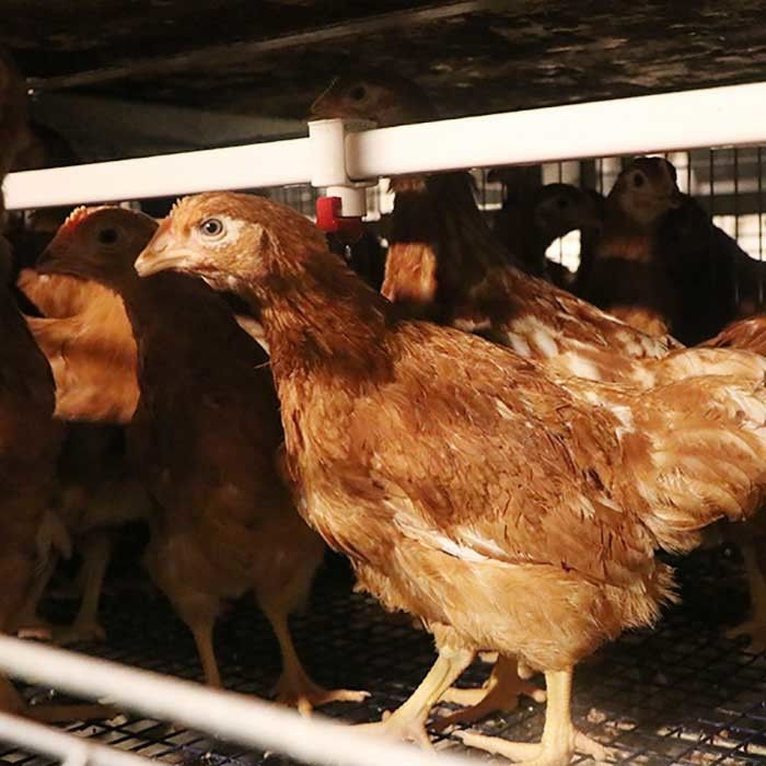 Rostschutzhühnerei-Schicht-Käfig-Legehenne-Batterie-Landwirtschaft