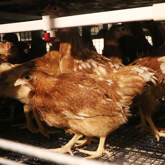 Schicht-Hühnerkäfig fertigen des Stahldraht-Q235 mit Fütterungs/trinkendem System kundenspezifisch an