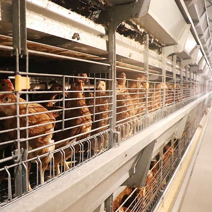 Geflügel-Hühnerkäfig-stabile Leistung 0 des Stahldraht-Q235 - Energie 20kw für Bauernhof