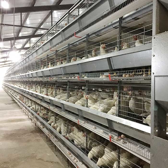 Bauernhof, der Schicht-Hühnerkäfig-hohe Leistungsfähigkeits-Arbeitseinsparung mit Beleuchtung anhebt