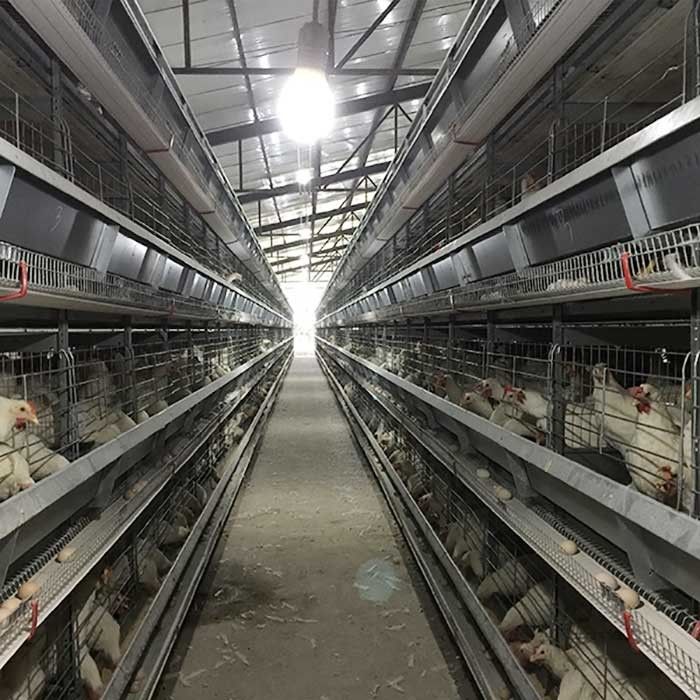 4 - 8.5m anhebende Geflügel-Hühnerkäfig-Batterie-Steuerung mit Selbstei-Kollektor