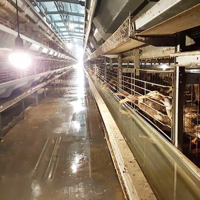 Dauerhafter automatischer Duck Cage Factory Commercial Duck-Käfig für Eier