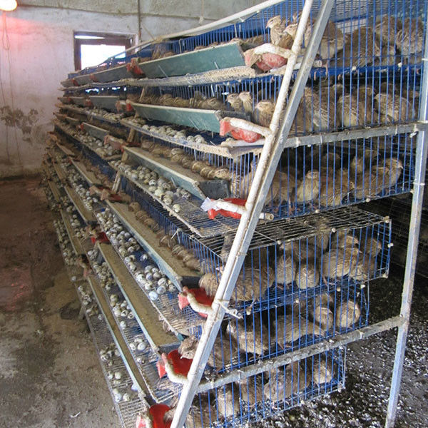 2000mm breiter Wachtel-Käfig für das Ausbrüten der Wachtel-hohen Haltbarkeit einfach zusammenzubauen