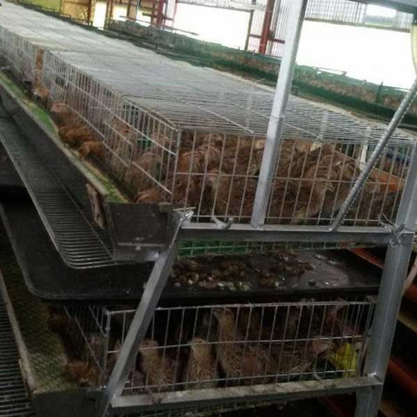 Weniger verdrehende Beine/Verletzungs-Wachteln sperren Safe für bedeutende züchtende Industrien ein