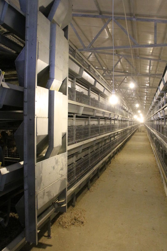 4 Reihe Hühnerei-Geflügelfarm-Käfig-heißes Bad-galvanisierte gehende Zufuhr-Maschine