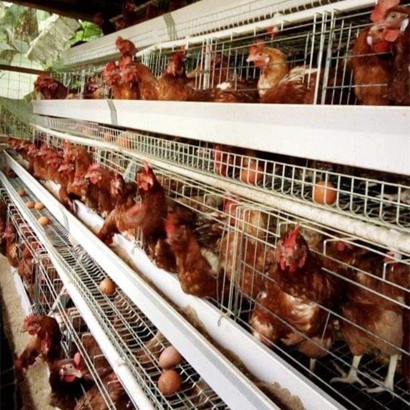 90/96/120/128/160 Vögel, die das Geflügel-Hühnerkäfig-System bewirtschaftet eine Art 3/4 Reihen-Batterie-Schicht-Käfig legen