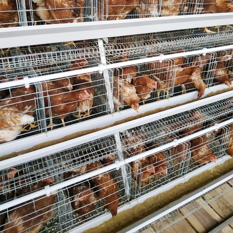 90/96/120/128/160 Vögel, die das Geflügel-Hühnerkäfig-System bewirtschaftet eine Art 3/4 Reihen-Batterie-Schicht-Käfig legen