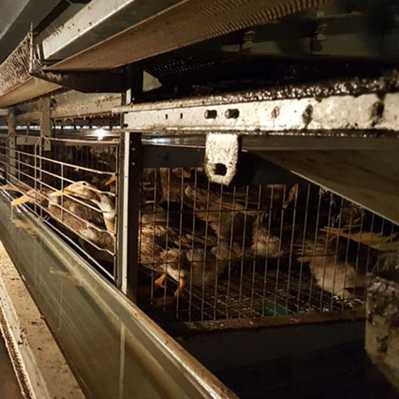H-Art heißes galvanisiertes Schicht-Ei Duck Poultry House Cages Egg Duck Cage 3/4tiers