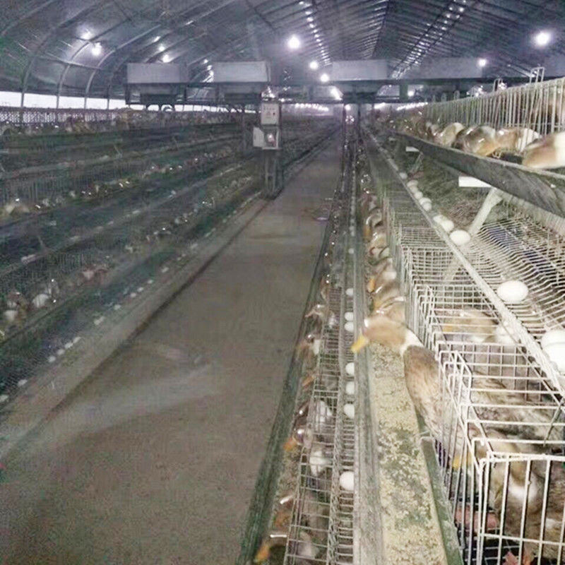 Eine Rahmen-Hühnerschicht-Duck Breeding Farming Cage For-Geflügelfarm