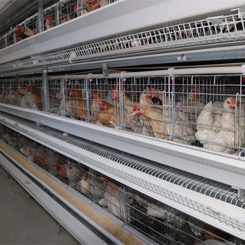 Art 128 Vogel-Hühnerschicht-Käfig 4tier H mit Gurt-automatischem Reinigungssystem