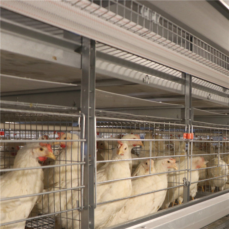 Kundenspezifische Vögel des Logos 160/stellten Schicht-Hühnerkäfig für Geflügel-Fabrik ein