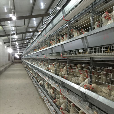 Ei-Sammlungs-Prozess glatt laufen lassen, Hühnerlandwirtschaftliche Maschine-lange Lebensdauer
