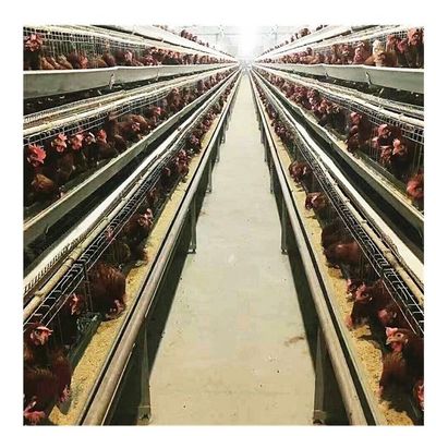 Reihen des Bratrost-3 4 Reihen überlagern Hühnerkäfig-automatischen Ei-Kollektor