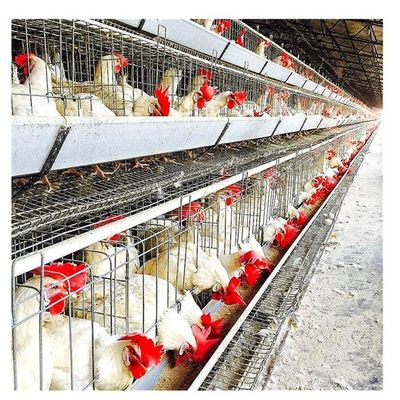 4 Vögel der Reihen-128/stellten eine Rahmen-Schicht einsperrt für das Legen von Eiern ein